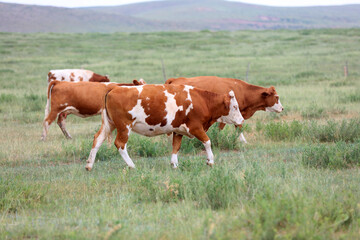 Fototapeta na wymiar A herd of cattle on the prairie