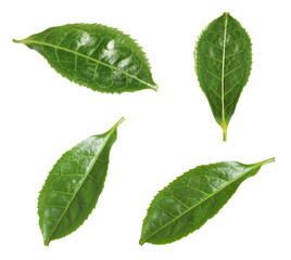 Fototapeta premium Fresh green tea leaves isolated on white, set