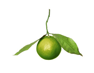 Green tangerine isolated on white. Citrus fruit