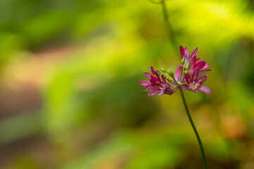 Red Clintonia Blooms Burst With A Bright Green Backdrop