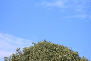 Obraz premium tree in the sky. tree against sky. tree, sky and cloud. green, blue and white in nature.