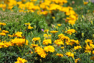 green and yellow in plants. green and yellow in nature. beautiful yellow flowers among the green leaves. flowers with selective focus.