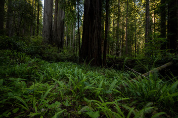 Redwoods Grow At The Edge OF Fern Clearning