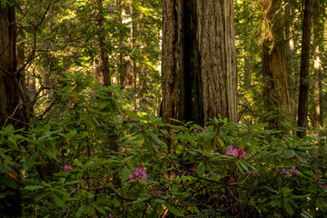 Rhododendron blooming Around Base of Redwood Tree