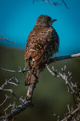 Pajaro Carpintero Pitío 