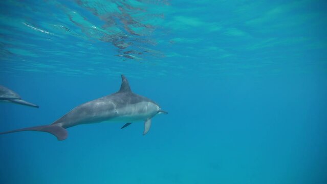 Swimming with dolphins - Beautiful under the sea shots