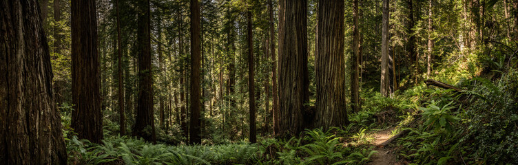 Panorama Of Trail Through Redwood Forest
