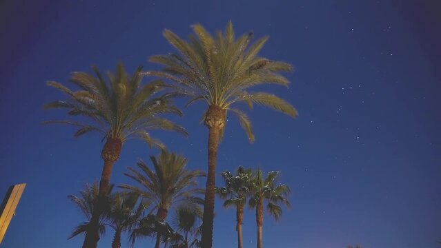Time lapse of palm trees at night with stars on the background