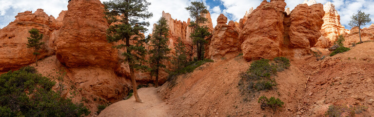 Panorama Of Pines And Hoodoos From Below In Bryce