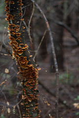 Mushrooms Growing on a Tree Trunk