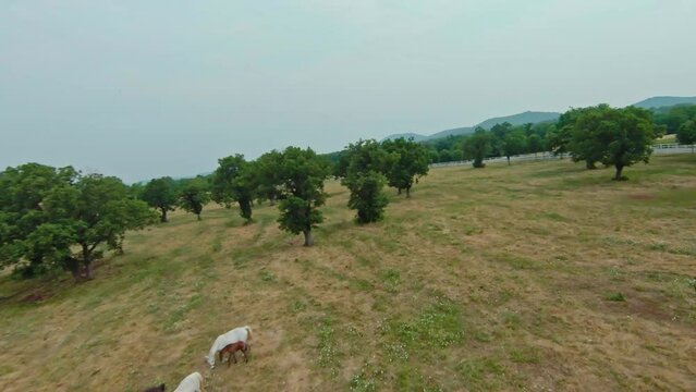Scenic Landscape Of Lipica Stud Farm With Lipizzaner Horses In The Pasture - Drone FPV