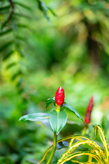 Red Button Ginger plant. Thrive in tropical climate.