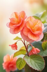 Obraz na płótnie Canvas Realistic watercolor illustration of begonia flowers. Colorful, tender plant with big petals and buds in pink and orange, isolated on white