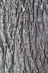 Old tree bark texture