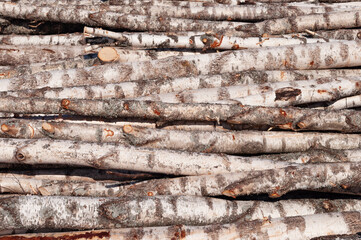Thin birch logs pile