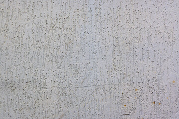 wall plastered under bark beetle 5