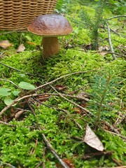 mushroom in the forest