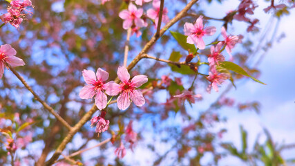 Phaya Suea Krong flower or Prunus Cerasoides flower or Queen Tiger flower are blooming to welcome winter season in Thailand