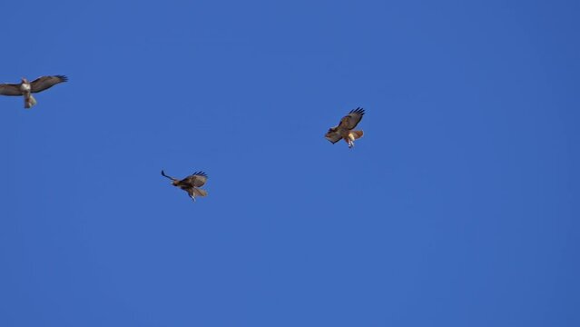 Juvenile and adult Red-tailed hawks flying together in the blue sky over Utah.