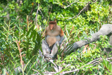 The proboscis monkey (Nasalis larvatus) or long-nosed monkey is a reddish-brown arboreal Old World monkey with an unusually large nose. It is endemic to the southeast Asian island of Borneo.