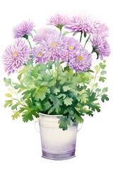 Chrysanthemum in a flower pot on a white watercolor background