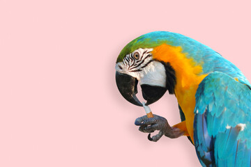 Parrot smoking cigarette with shadow on pink.  Funny Animal - obrazy, fototapety, plakaty