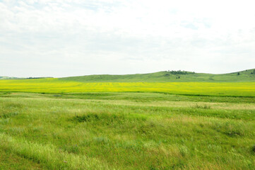 An extensive field with tall grass and a rapeseed field with flowering yellow plants in a hilly steppe.