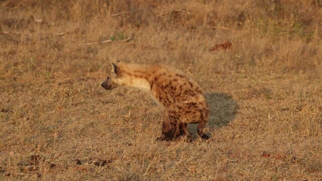 Remarkable recovery when paralysed spotted hyena starts walking normally again