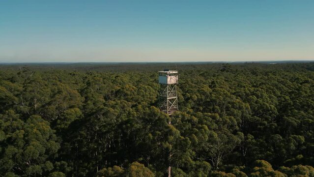 drone shot tilting down at the fire lookout at the top of the Diamond Tree, a giant karri tree near Pemberton in Western Australia
