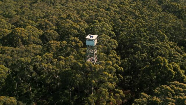 drone shot around Diamond tree fire lookout at the top of a giant karri tree in Pemberton region near Perth in Western Australia.
