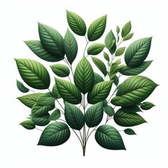 Fototapeta premium leaves isolated on a white background