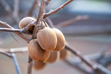Cute kiwi fruit hanging in clusters from bare branches, with a soft-focus background suggesting late autumn or winter