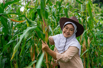 Young Asian female farmer who looks happy seeing her corn plants growing well. Young farmer woman smiling and harvesting corn. A beautiful woman on the background of the field holds the cobs of corn. 