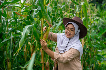 Young Asian female farmer who looks happy seeing her corn plants growing well. Young farmer woman smiling and harvesting corn. A beautiful woman on the background of the field holds the cobs of corn. 