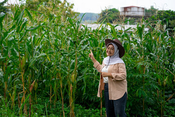 Young Asian female farmer who looks happy seeing her corn plants growing well. Young farmer woman...