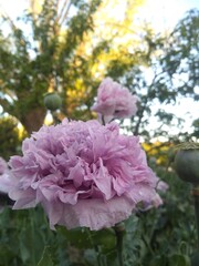 Las flores son hermosas, la naturaleza encanta y los arboles dan vida.