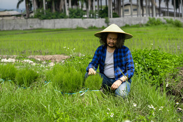 Asian farmers ready to plant rice. happy face of asian farmer. Rice seeds ready for planting