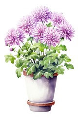 Naklejka na ściany i meble Chrysanthemum in a flower pot on a white watercolor background