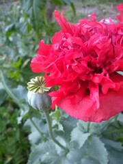 Las flores son hermosas, la naturaleza encanta y los arboles dan vida.