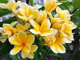 Obraz na płótnie Canvas closeup photo of yellow plumeria flowers