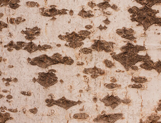 A close-up of light brown tree bark adorned with beautiful patterns.