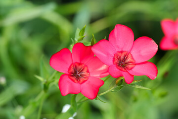 Flowers of Scarlet flax plants blooming in the summer garden.