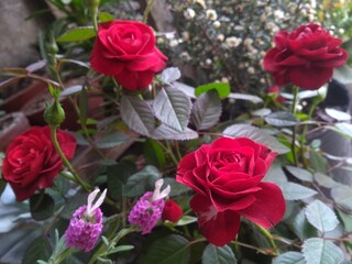 Las flores son hermosas, la naturaleza encanta y los arboles dan vida.