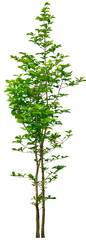 Green wide tree cut out , green tree, Tree Plant, tree, leaf, tree Branch, Isolate tree on white...