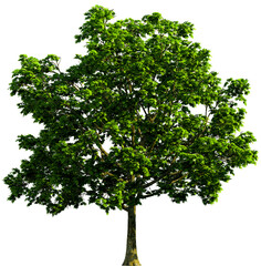 Green wide tree cut out , green tree, Tree Plant, tree, leaf, tree Branch, Isolate tree on white background, palm Tree png