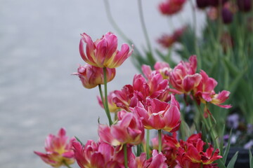 八重咲チューリップ