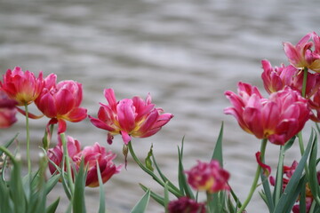 水面を彩る花（八重咲チューリップ）