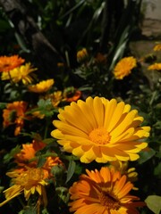 Las flores son hermosas, la naturaleza encanta y los arboles dan vida.