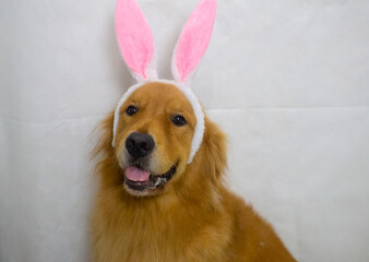 Smiling golden retriever dog wearing bunny ears on white background
