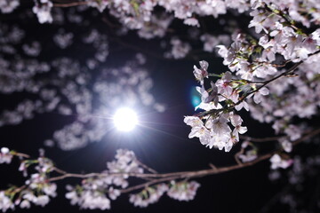光に照らされる桜